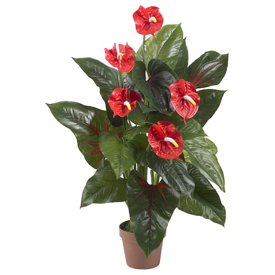 3ft. Potted Laceleaf Plant